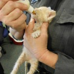 Kitten rescued by Groton Animal Control, Groton CT