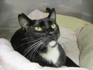 Loverboy-cat rescue in Groton CT