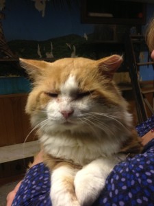 Oscar needs a home.  Call Barbara  at (860) 608-7206 for details.