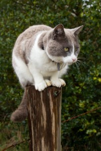 Cat on Fence Post