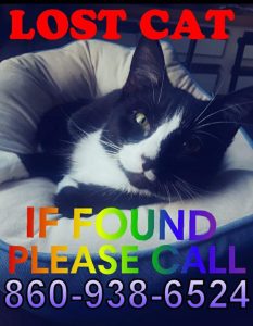 missing cat photo