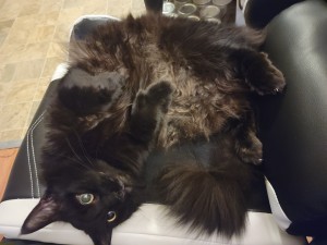 missing cat photo