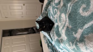 missing cat photo