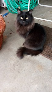 missing cat photo