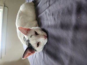 missing cat photo