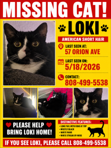 missing cat photo